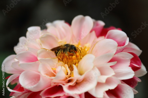 Insecto con polen.