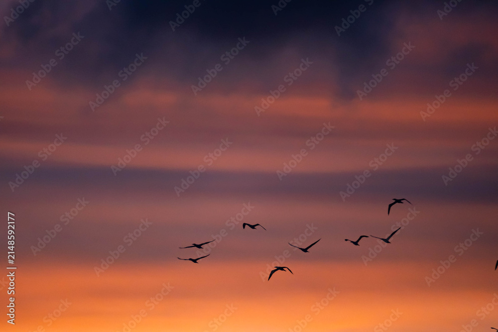 Fototapeta premium Flock of boobies in silhouette, in flight above Ascension Island at sunset, in the South Atlantic Ocean