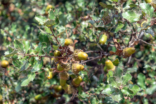 Branch of Kermes Oak, Quercus coccifera, showing ripening acorns and characteristic spiny leaves on a Turkish hillside. High-quality botanical image of Mediterranean kermes oak seeds and foliage