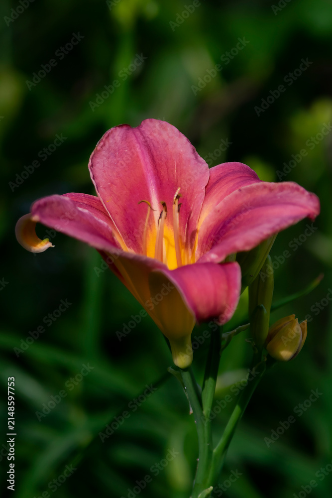 Fototapeta premium red and yellow flower
