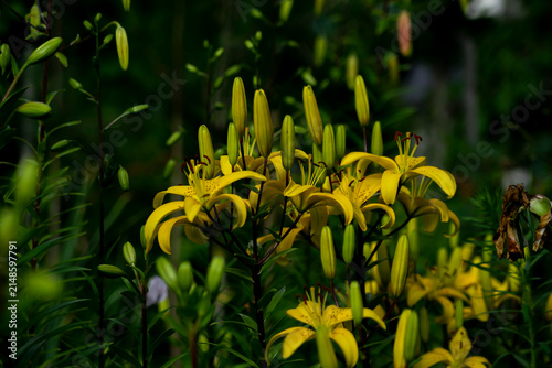 Canvas Print yellow flower