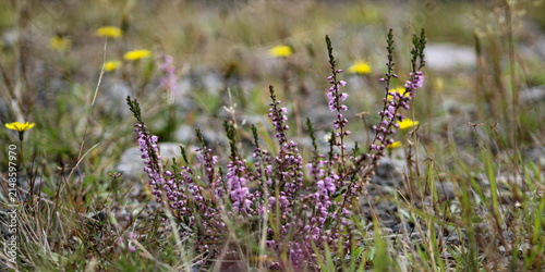 Canvastavla Common Heather wildflower background (Calluna vulgaris), a low-growing evergreen shrub