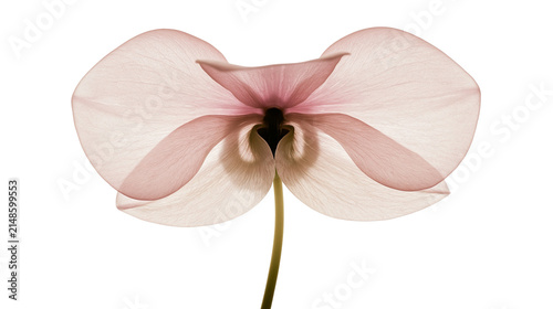 Delicate pink cyclamen flower petals backlit and translucent, isolated on transparent background