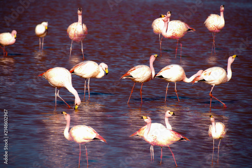 Bild auf Leinwand flamingos