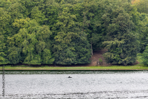 Bild auf Leinwand Gewöhnliche Schweinswale (Phocoena phocoena) können mit geübten Blick regelmässi