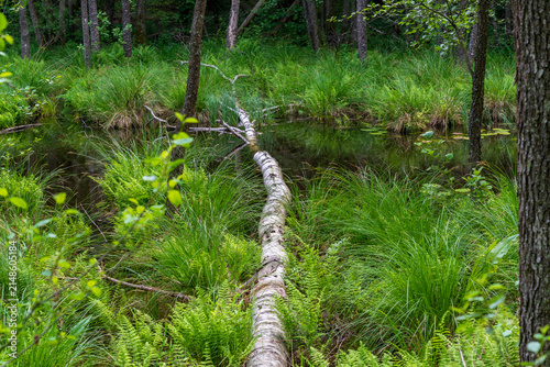 Cuadro en lienzo Puszcza Piska Forest. Masuria in Poland. Ruciane Nida area.