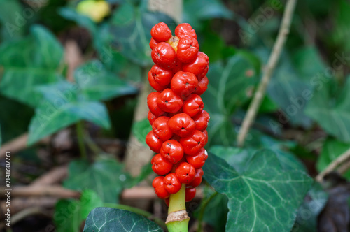 Arum maculatum Cuckoo Pint Lords and Ladies plant with red poisonous berries in natural habitat during autumn
