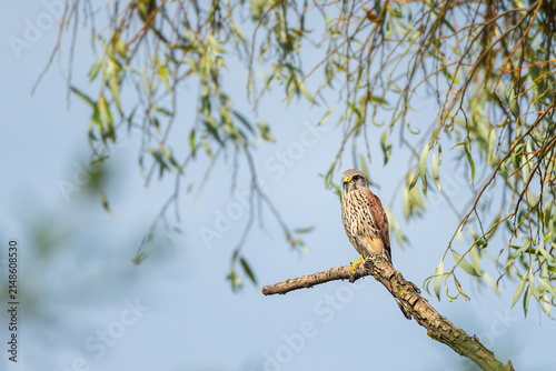The common kestrel (Falco tinnunculus)