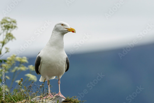Quadro su tela Herring Gull (Larus argentatus)