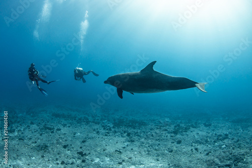South Pacific bottlenose dolphin, French Polynesia.
