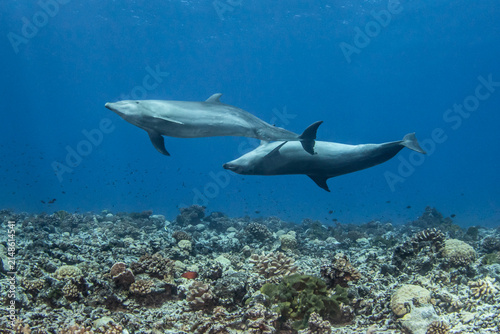 Canvastavla South Pacific bottlenose dolphin, French Polynesia.