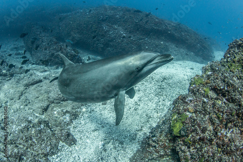 South Pacific bottlenose dolphin, French Polynesia.