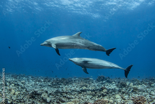 South Pacific bottlenose dolphin, French Polynesia.