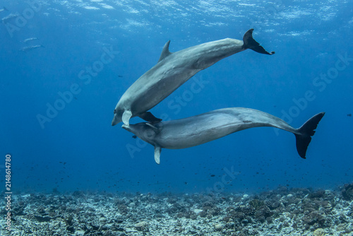 South Pacific bottlenose dolphin, French Polynesia.