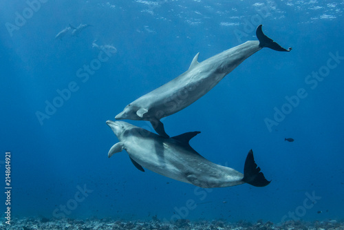 Obraz na płótnie South Pacific bottlenose dolphin, French Polynesia.