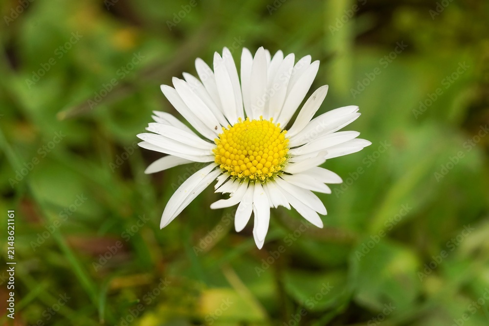 Fototapeta premium Close-Up of a Daisy Flower with White Petals and Yellow Center on a Green Background