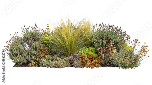 Assorted succulent plants and ornamental grasses isolated on transparent background