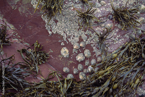 Fotografie Close-up texture of marine life in an intertidal rock pool with barnacles, limpe