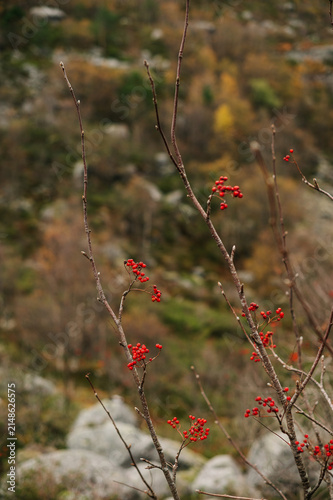 Close-up of bright red rowan berries on bare branches in autumn
