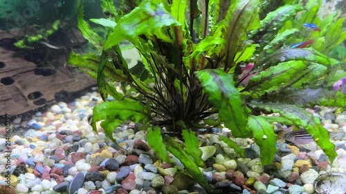 Colorful fish swim in a bright aquarium with lush green plants 