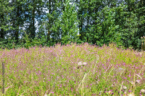 Wild flowers meadow in Summer. 