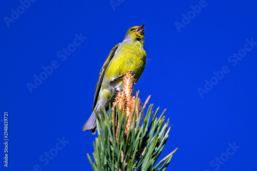 Zitronenzeisig, Zitronengirlitz - Männchen // Citril finch - male (Carduelis citrinella / Serinus citrinella) - Sierra de Guadarrama, Spanien