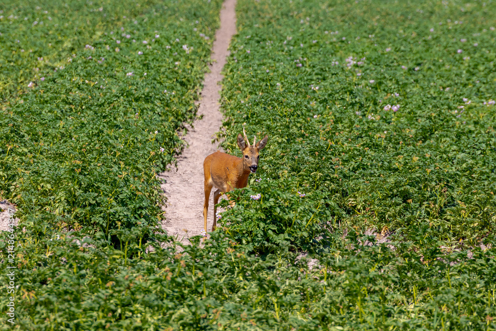 Fototapeta premium Selective focus of orange Sambar deer in its habitat walking in farmland, Plots of green potatoes vegetables plants, The sambar is a large deer native to the Indian subcontinent, Living out naturally.