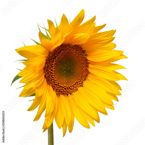 Sunflower head isolated on white background. Sun symbol. Flowers yellow, agriculture. Seeds and oil. Flat lay, top view. Bio. Eco. Creative