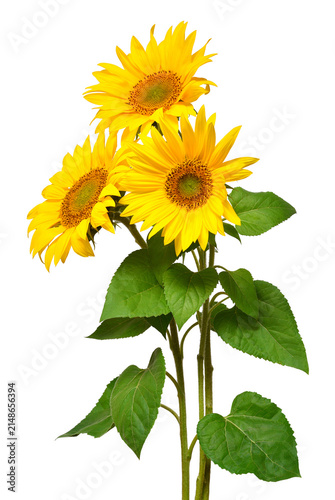 Flower bouquet with three sunflowers isolated on white background. The seeds and oil. Floral arrangement. Picturesque and conceptual scene. Flat lay, top view