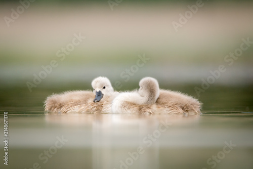 View of two fluffy swan cygnets swimming in calm water in Debrzno, Pomeranian Voivodeship, Poland.