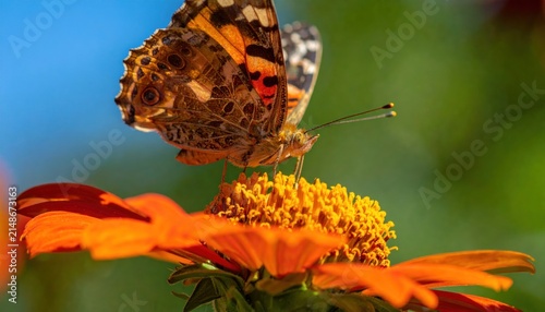 A beautiful Painted Lady butterfly perched on a vibrant orange flower.