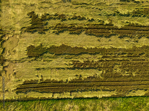Aerial view of a field with patterns of flattened crops and golden stalks in Stakliskes, Kaunas County, Lithuania.