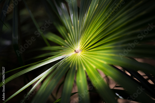 A close up of a plant in Eastern Belize, Central America