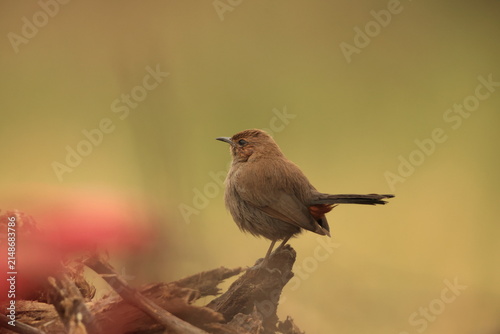 Photography Indian robin (Copsychus fulicatus cambaiensis) is a species of passerine bird in the family Muscicapidae