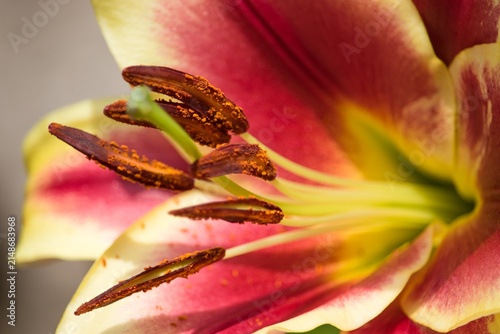 Foto Macro close up of lily flower stamens and pollen