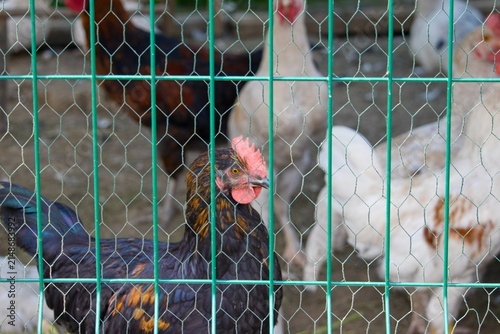 Obraz na płótnie Chickens and rooster behind green wire fence in coop yard