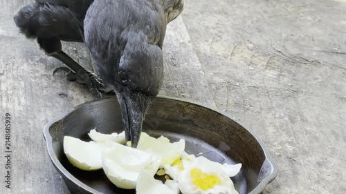 A crow eats the yolks of soft-boiled eggs		