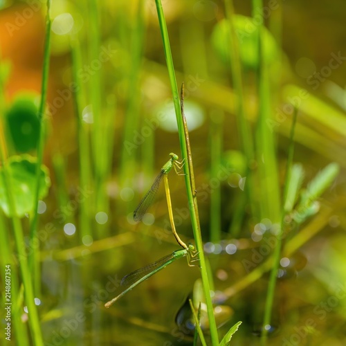 水辺の草に止まるキイトトンボのペア マクロ撮影 自然の生態系