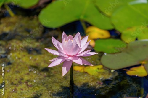 池に咲く美しいピンクの睡蓮の花 夏の清らかな水辺の風景