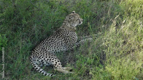 Aerial view of a cheetah resting in the tall green grass of the savanna in Thabazimbi, Tumbeta Reserve, South Africa.