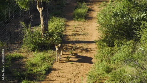 Aerial view of a cheetah walking along a dirt path surrounded by trees and bushes in the wilderness of Thabazimbi, Tumbeta Reserve, South Africa.