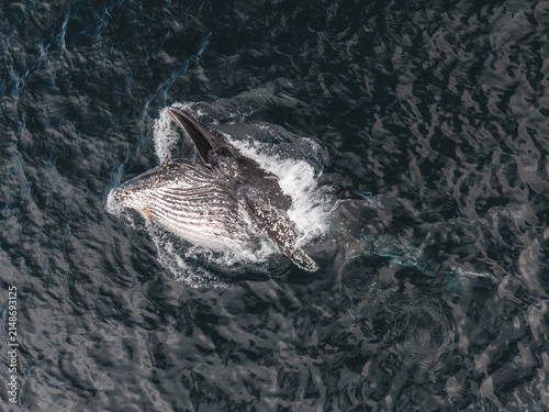 Aerial view of a humpback whale breaching in the dark waters of the Bering Sea near Unalaska, Alaska, United States.