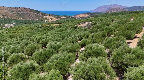 Drone view of an olive grove on Crete with trees swaying in gentle wind above the bright blue Aegean Sea, revealing rugged terrain, soft movement, and the natural beauty of the Mediterranean landscape
