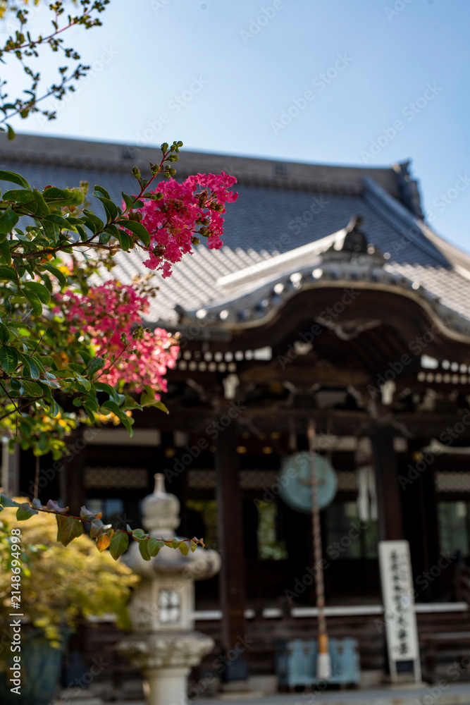Obraz premium 鎌倉2686 本覚寺3 百日紅