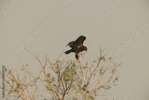 Canvas Print The greater spotted eagle (Clanga clanga), also called the spotted eagle, is a large migratory bird of prey in the family Accipitridae