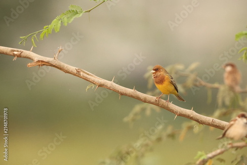 Photography The red-headed bunting (Emberiza bruniceps) is a passerine bird in the bunting family Emberizidae