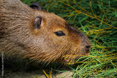 Obraz na płótnie Close-up of a capybara buried in its meal