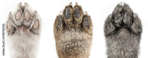 Close-up of Three Different Cat Paws Showing Claws and Fur Texture.