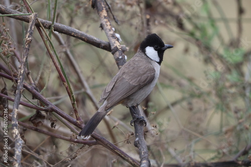 Canvas Print The white-eared bulbul (Pycnonotus leucotis leucotis) is a member of the bulbul family