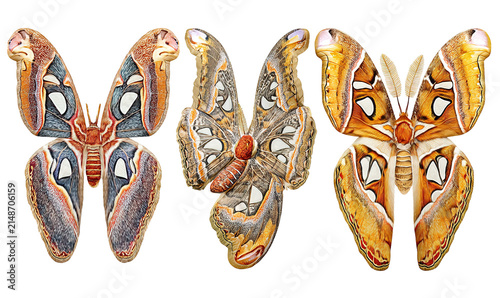 Colorful Morphological Butterfly Specimens Displayed Side by Side.